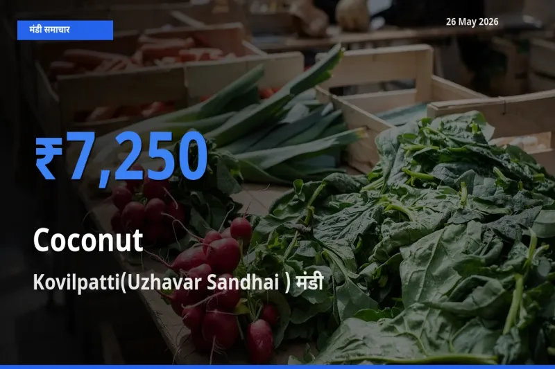 टॉप मंडी बना Kovilpatti(Uzhavar Sandhai )! नारियल के सबसे ऊँचे दाम यहीं दर्ज