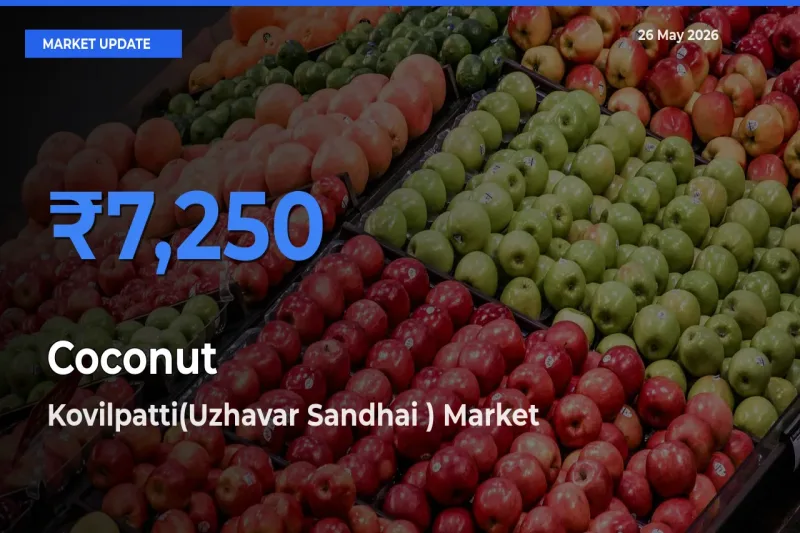 Top Performer! Kovilpatti(Uzhavar Sandhai ) Offers Best Coconut Price Today