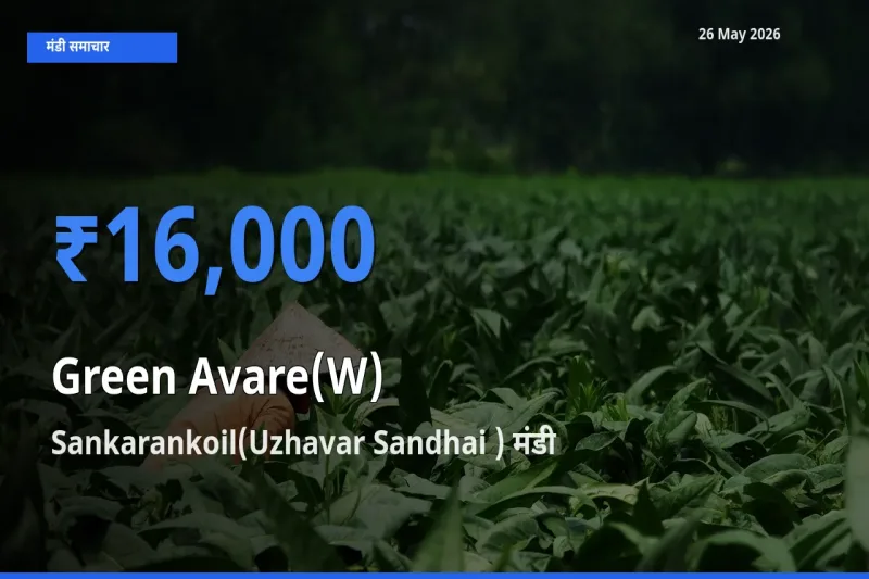 Sankarankoil(Uzhavar Sandhai ) मंडी में आज हरी सेम के सबसे ऊँचे दाम दर्ज