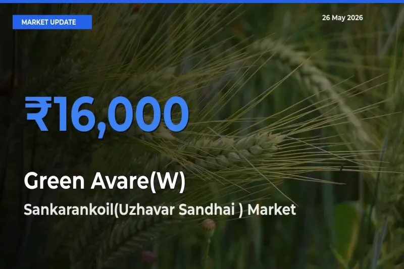 Farmers Prefer Sankarankoil(Uzhavar Sandhai ) as Green Avare(W) Hits Highest Rate