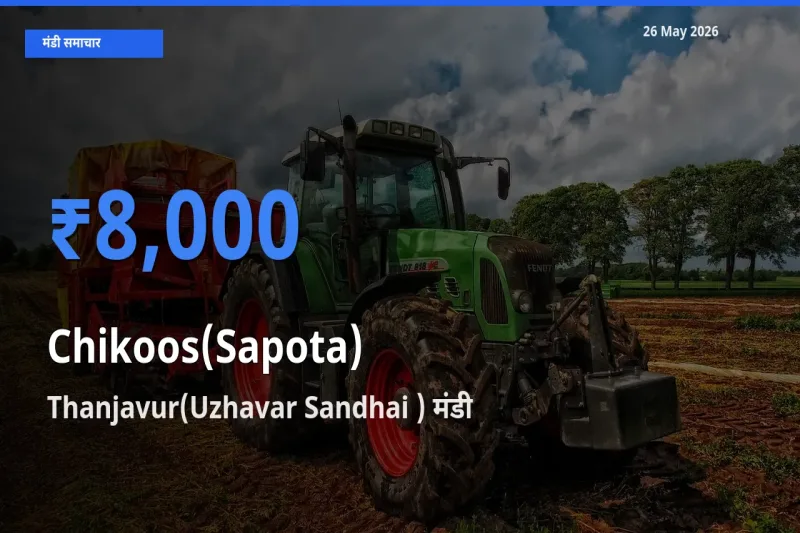 Thanjavur(Uzhavar Sandhai ) मंडी में चीकू ₹8,000 पर पहुँचा – आज का सर्वोच्च भाव