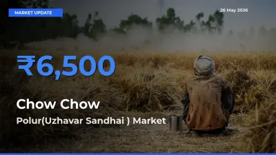 Chow Chow Mandi Rate Today: Polur(Uzhavar Sandhai ) Tops the List