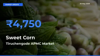 Tiruchengode APMC Tops Sweet Corn  Rates – May 26 Market Update
