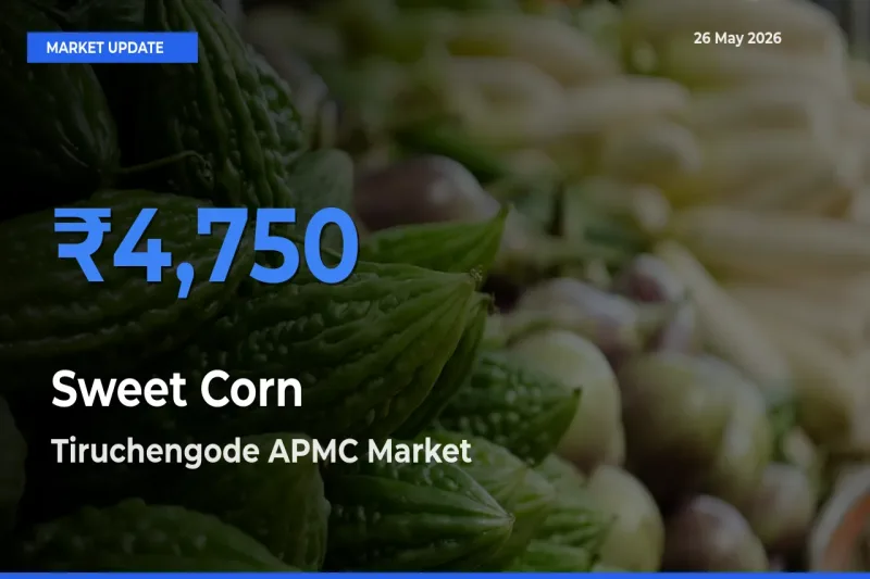 Tiruchengode APMC Tops Sweet Corn Rates – May 26 Market Update