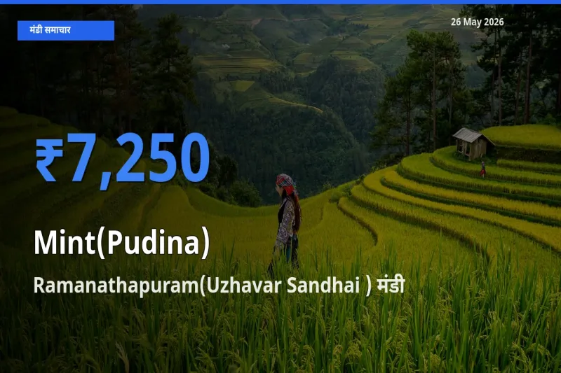 Ramanathapuram(Uzhavar Sandhai ) मंडी में आज पुदीना के सबसे ऊँचे दाम दर्ज