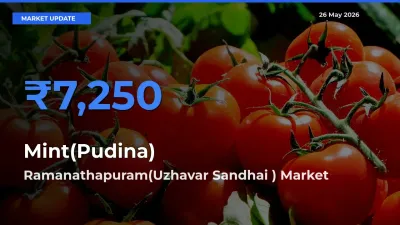 Market Watch: Ramanathapuram(Uzhavar Sandhai ) Becomes Top Mandi for Mint(Pudina)