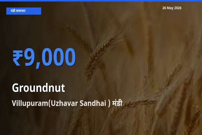 26 May अपडेट: मूंगफली के सबसे ऊँचे दाम Villupuram(Uzhavar Sandhai ) मंडी में