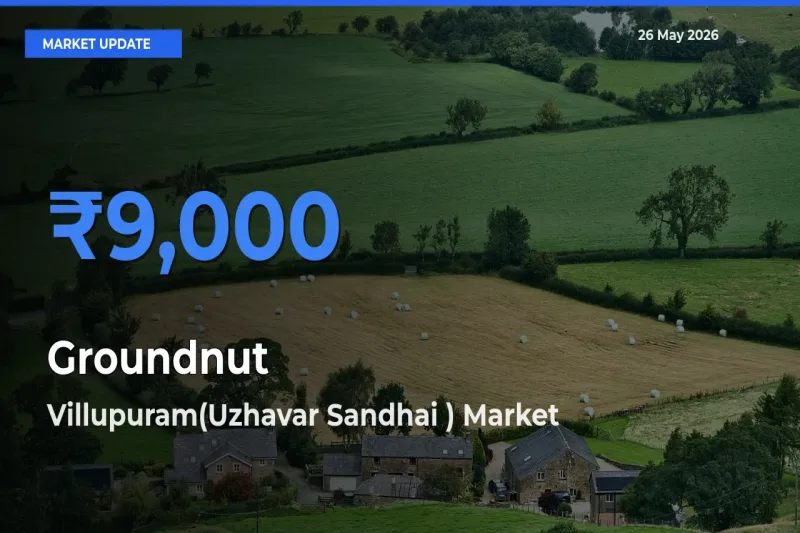 Villupuram(Uzhavar Sandhai ) Records Highest ₹9,000 Rate for Groundnut