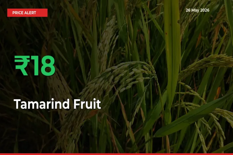 Tamarind Fruit Prices Rise 17.81% in a Day at Major Mandis