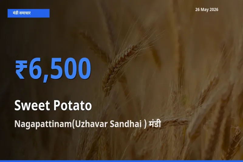 किसानों की पसंद बना Nagapattinam(Uzhavar Sandhai ), शकरकंद के सबसे अच्छे दाम