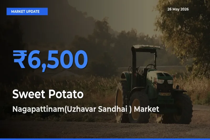 Top Performer! Nagapattinam(Uzhavar Sandhai ) Offers Best Sweet Potato Price Today