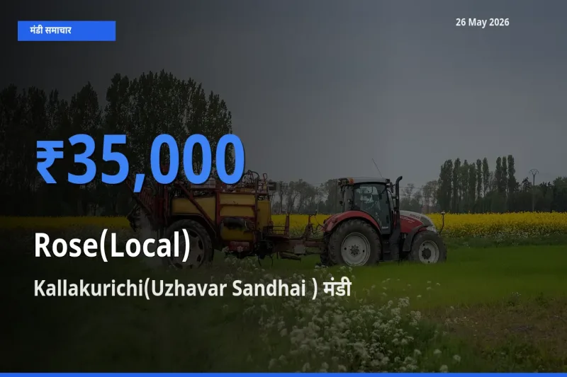 किसानों की पसंद बना Kallakurichi(Uzhavar Sandhai ), गुलाब(स्थानीय) के सबसे अच्छे दाम