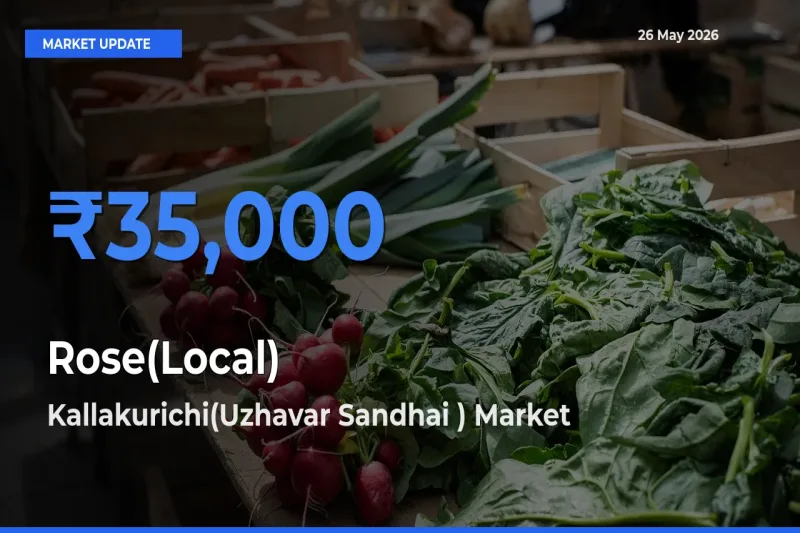 Top Performer! Kallakurichi(Uzhavar Sandhai ) Offers Best Rose(Local) Price Today