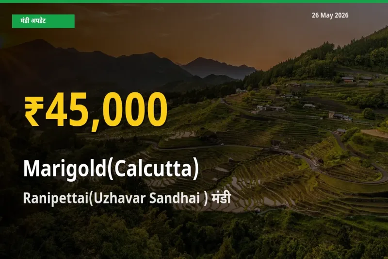 26 May अपडेट: Ranipettai(Uzhavar Sandhai ) में गेंदा (कलकत्ता) के दाम रिकॉर्ड स्तर पर