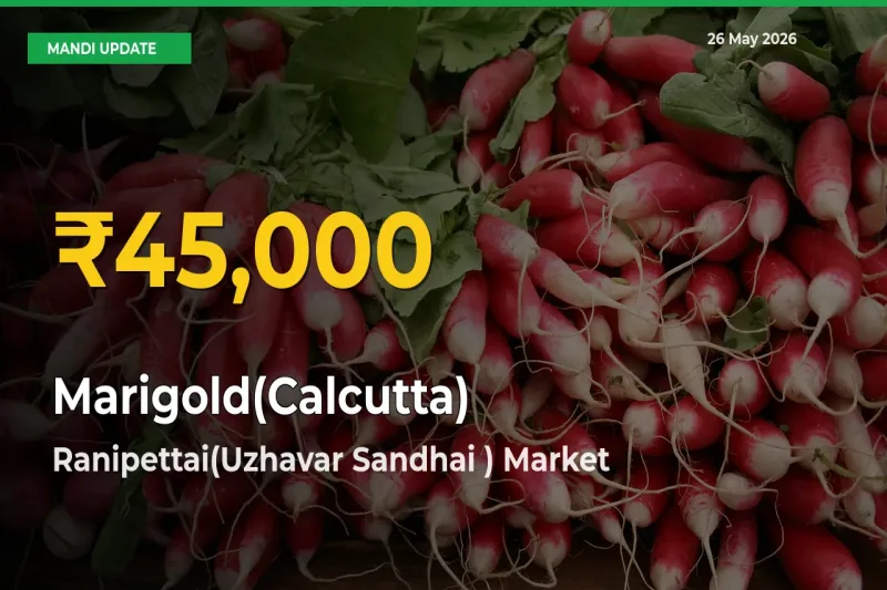 Farmers Benefit as Marigold(Calcutta) Rate Touches New High in Ranipettai(Uzhavar Sandhai )