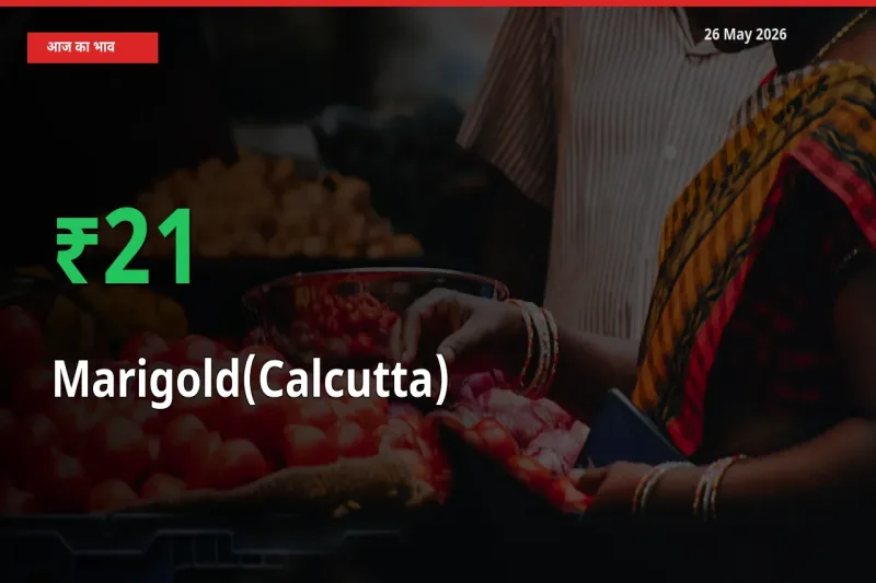 स्थानीय मंडी में गेंदा (कलकत्ता) के दाम अचानक 21.43% उछले, किसान सतर्क