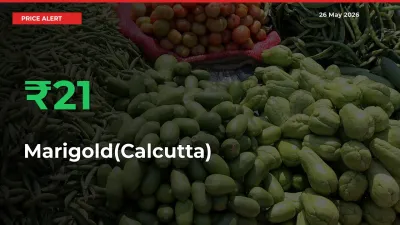 Why Marigold(Calcutta) Prices Rose 21.43% in a Day at Mandis