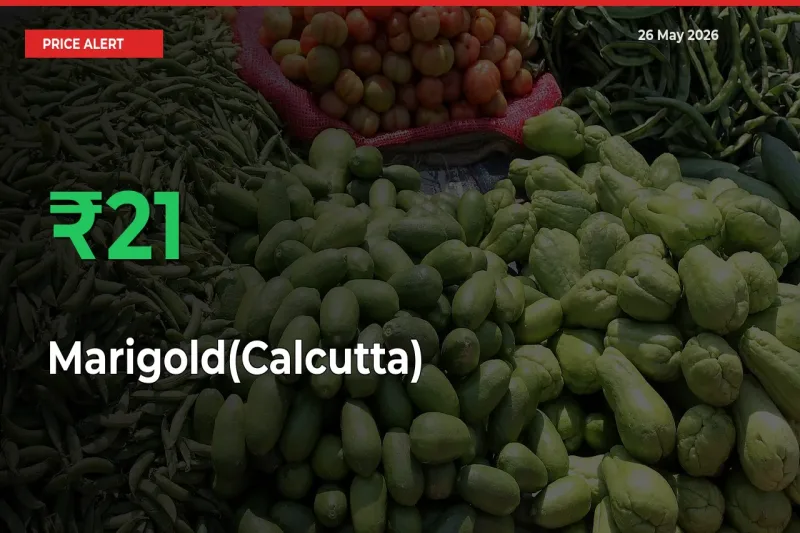 Why Marigold(Calcutta) Prices Rose 21.43% in a Day at Mandis