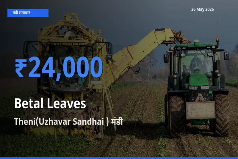किसानों की पसंद बना Theni(Uzhavar Sandhai ), पान के पत्ते के सबसे अच्छे दाम