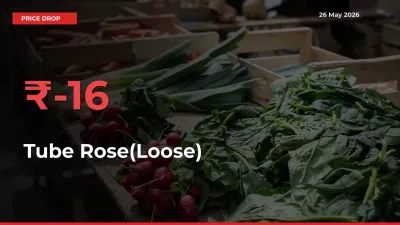 Why Tube Rose(Loose) Prices Fell 16.39% in a Day at Mandis
