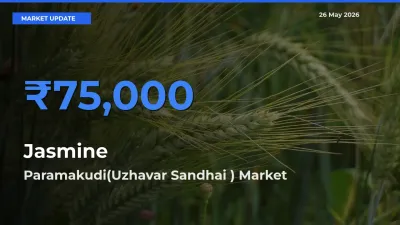 Market Watch: Paramakudi(Uzhavar Sandhai ) Becomes Top Mandi for Jasmine