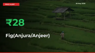 Sharp Jump! Fig(Anjura/Anjeer) Prices Climb 27.72% in 24 Hours at Key Mandis