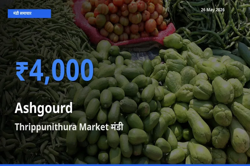 Thrippunithura Market में पेठा कद्दू का आज सबसे ऊँचा भाव