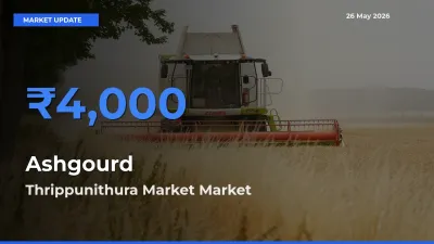 Thrippunithura Market Tops Ashgourd Mandi Rates Today