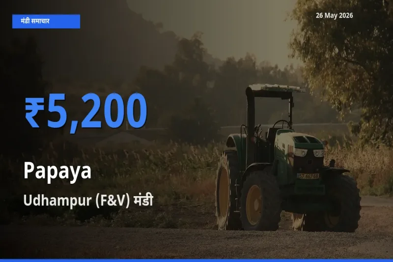 26 May अपडेट: पपीता के सबसे ऊँचे दाम Udhampur (F&V) मंडी में