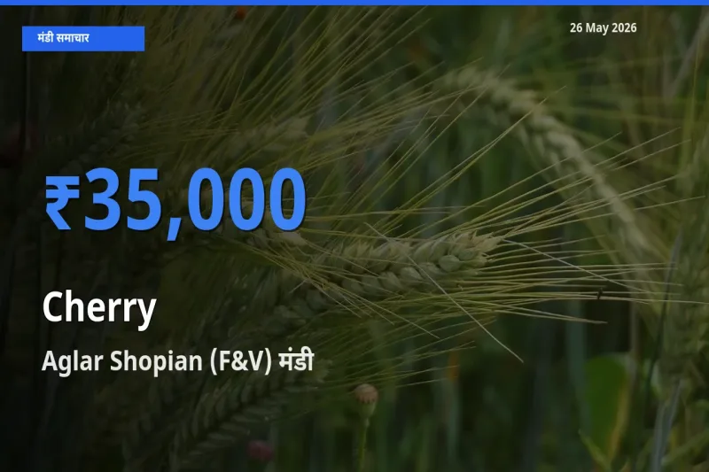 आज चेरी के सबसे ज़्यादा दाम Aglar Shopian (F&V) मंडी में दर्ज