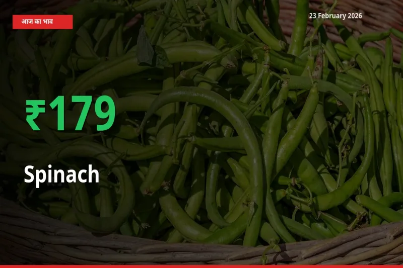 Spinach के दाम प्रमुख मंडी में 179.22% बढ़े, 24 घंटे में बड़ा बदलाव