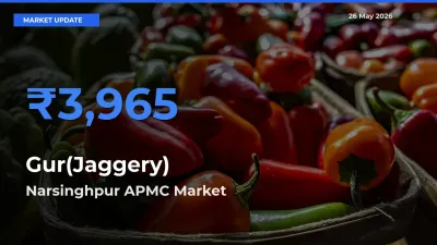 Narsinghpur APMC Offers ₹3,965 – Highest Gur(Jaggery) Rate Today