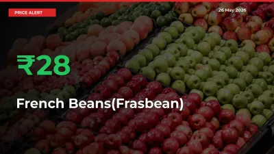 Big Rally! French Beans(Frasbean) Climbs 28.16% in 24 Hours at Top Mandis
