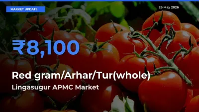 Lingasugur APMC Tops Red gram/Arhar/Tur(whole) Mandi Rates Today