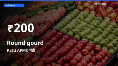 Patti APMC में गोल लौकी के दाम 30 दिन के न्यूनतम स्तर पर, आज का मंडी भाव देखें