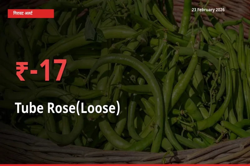Tube Rose(Loose) के दाम प्रमुख मंडी में 17.04% गिरे, 24 घंटे में बड़ा बदलाव