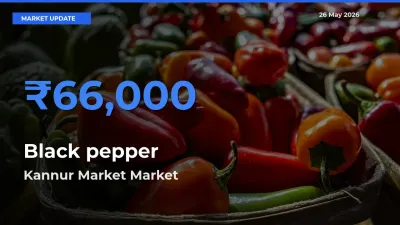 Kannur Market Tops Black pepper Mandi Rates Today