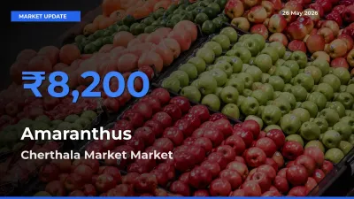 Market Watch: Cherthala Market Becomes Top Mandi for Amaranthus