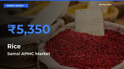 Rice Mandi Rate Today: Samsi APMC Tops the List