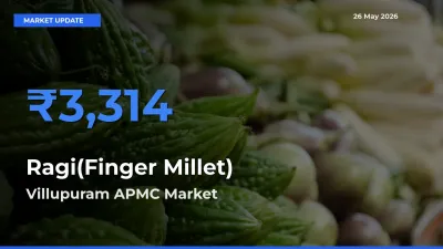Villupuram APMC Emerges as Top Mandi for Ragi(Finger Millet) Prices Today