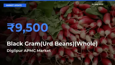 Black Gram(Urd Beans)(Whole) Mandi Rate Today: Diglipur APMC Tops the List