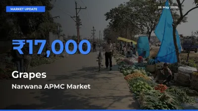 Narwana APMC Leads as Top Mandi for Grapes Prices