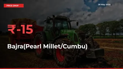 Sharp Fall! Bajra(Pearl Millet/Cumbu) Prices Plunge 15.02% in a Day at Key Mandis