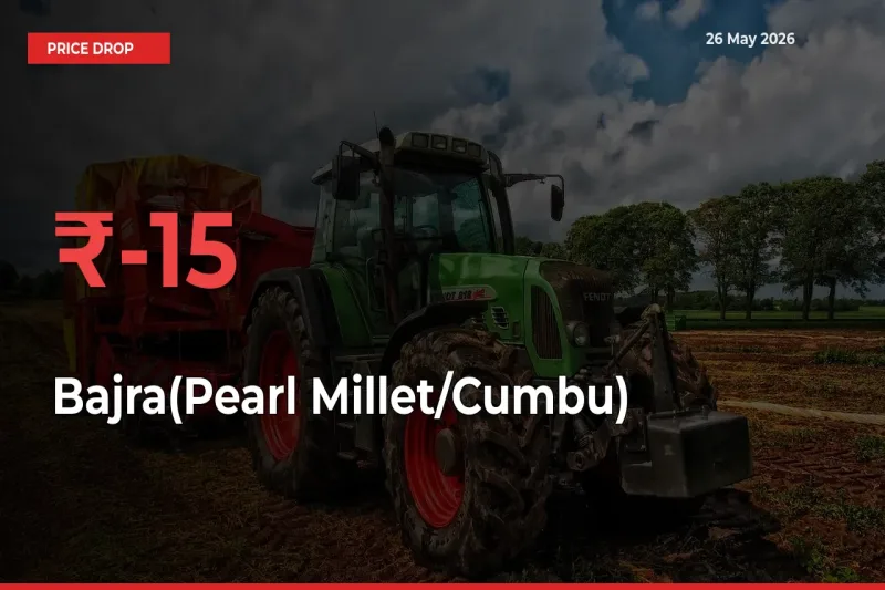 Sharp Fall! Bajra(Pearl Millet/Cumbu) Prices Plunge 15.02% in a Day at Key Mandis