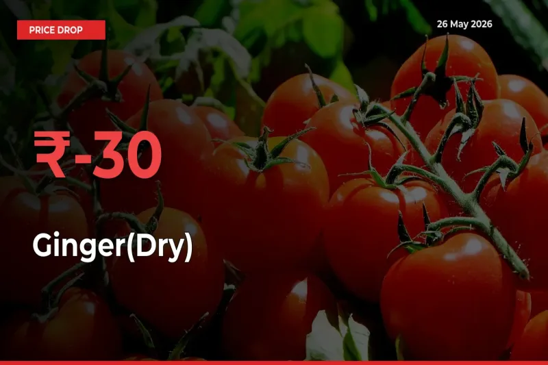 Farmers Alert as Ginger(Dry) Prices Slide 29.74% in Local Mandis