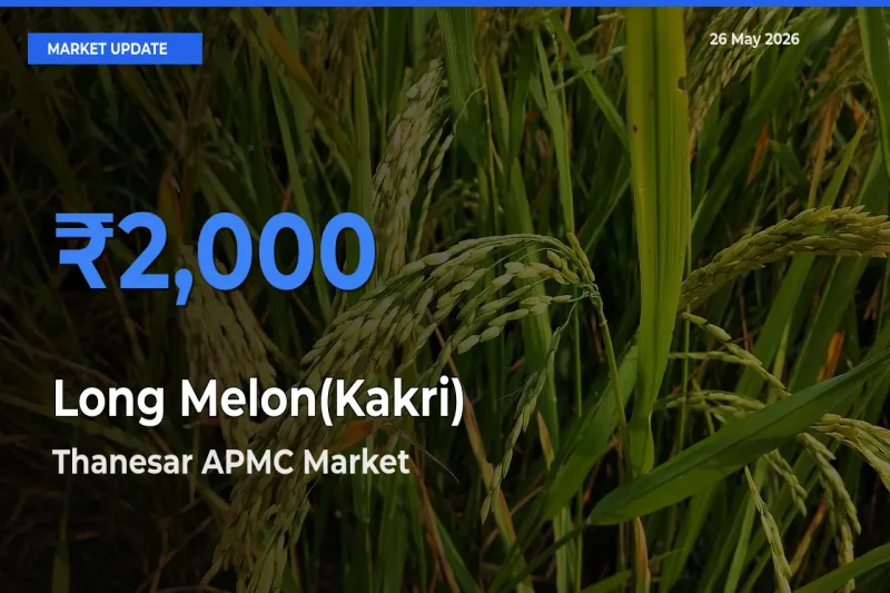 Top Performer! Thanesar APMC Offers Best Long Melon(Kakri) Price Today