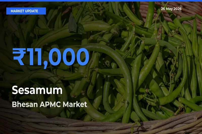 Bhesan APMC Leads as Top Mandi for Sesamum Prices