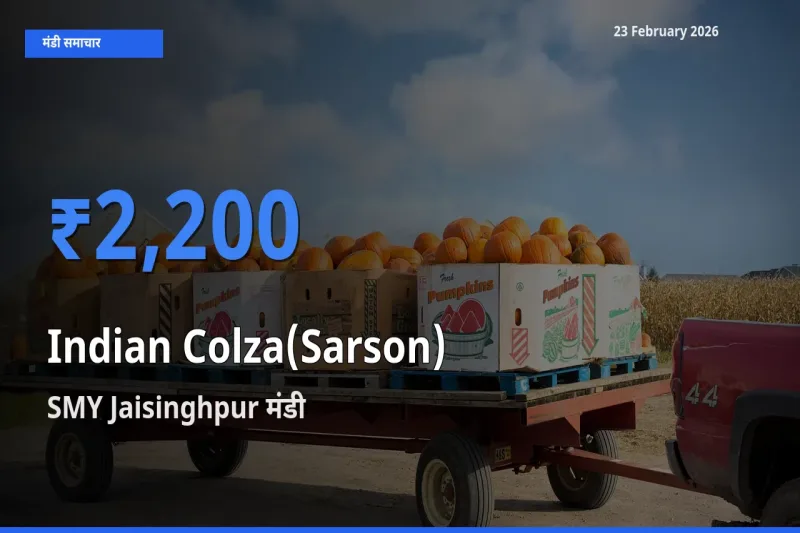 SMY Jaisinghpur मंडी में आज Indian Colza(Sarson) के सबसे ऊँचे दाम दर्ज