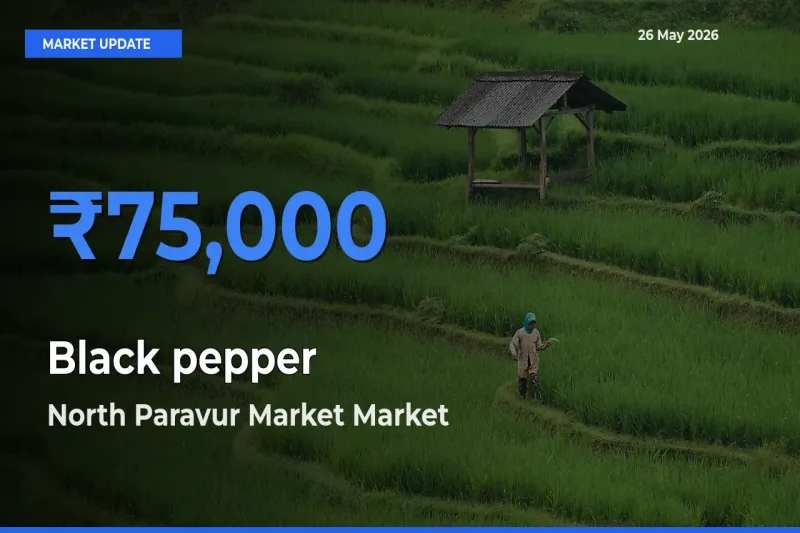 Top Performer! North Paravur Market Offers Best Black pepper Price Today