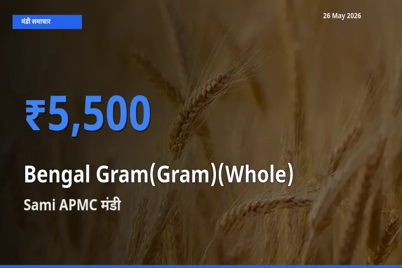 Sami APMC में चना (साबुत) का आज सबसे ऊँचा भाव
